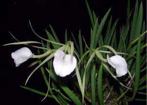 Brassovola nodusa orkide